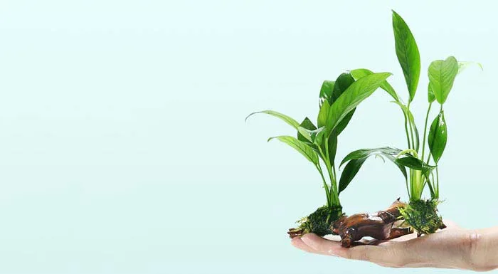 aquarium plant