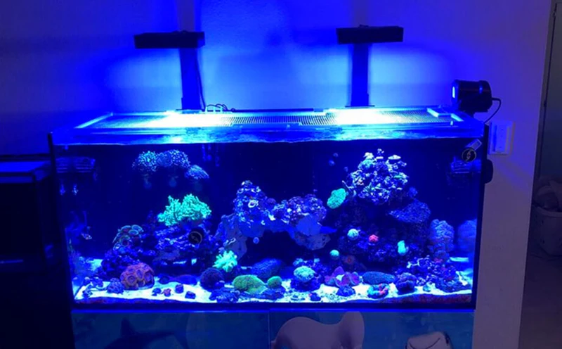 Black Light Fish Tank