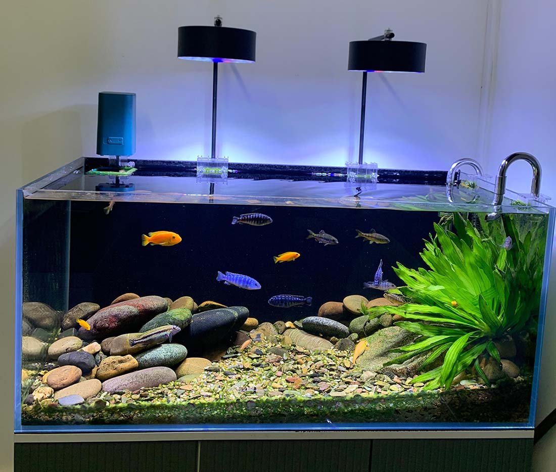 Lights Fish Tank